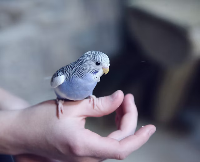 A small lavender and white baby budgie perched calmly on a hand, from our hand-feeding programme.