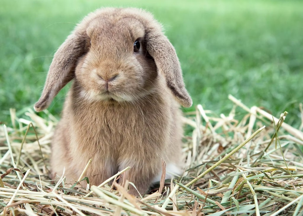 A gentle lop-eared rabbit sitting in fresh hay.