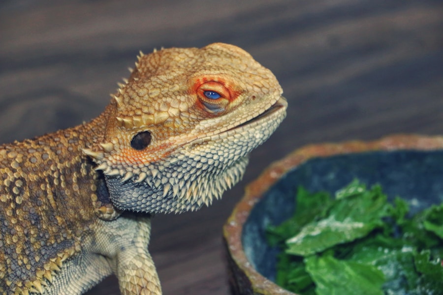 Bearded dragon close-up beside fresh greens.