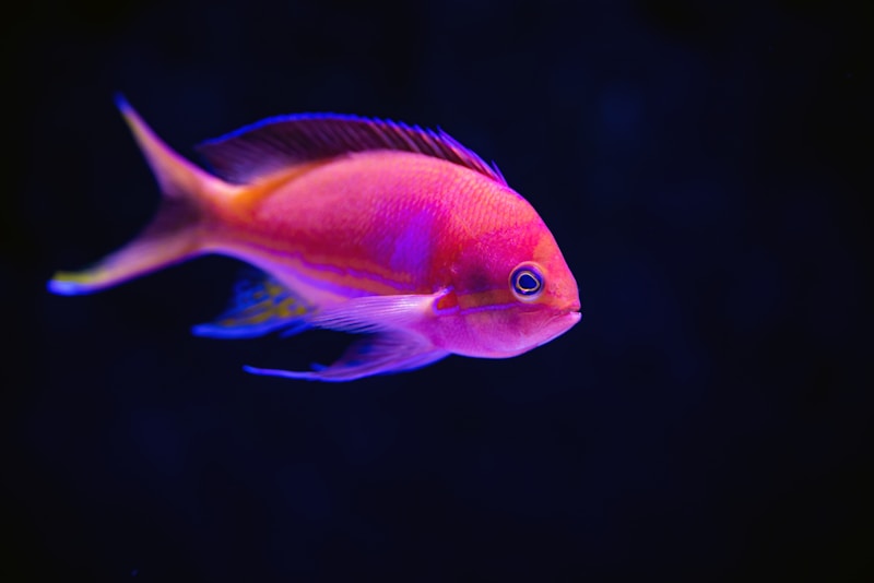 Tropical fish swimming in an aquarium.