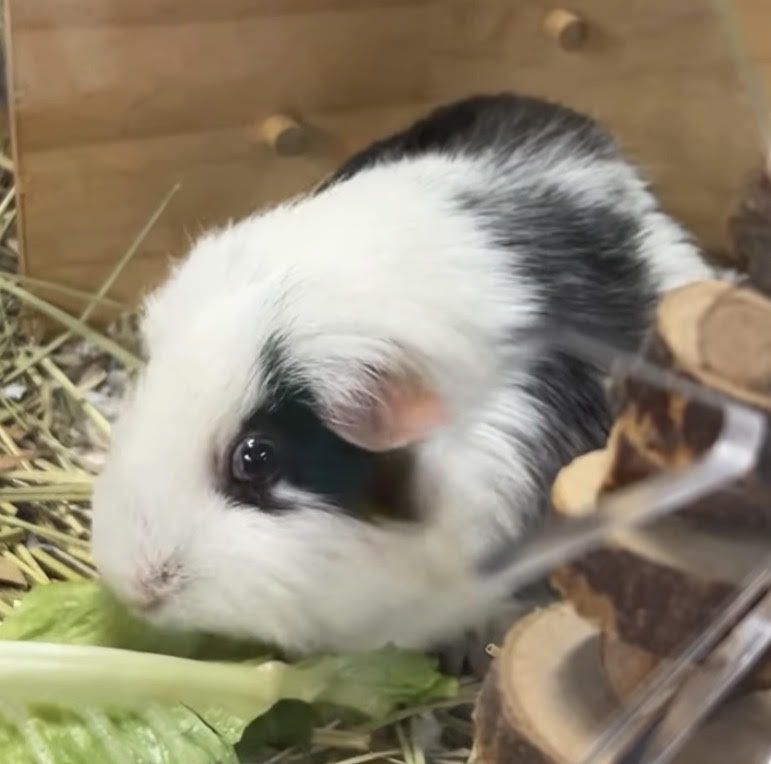 Black and white guinea pig eating lettuce in its enclosure.