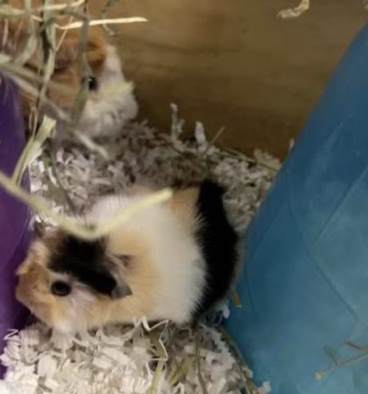 Guinea pigs in clean bedding with hay.